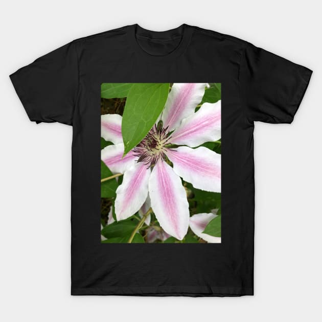 Shy Pink Clematis T-Shirt by Photomersion